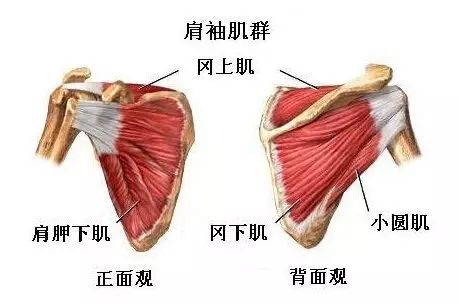 肩关节疼痛就是肩周炎吗？