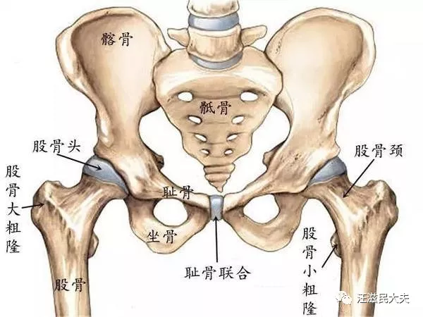 老人胯骨（髋关节）痛，是不是就是股骨头坏死了？
